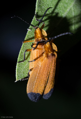 Lycus arizonensis