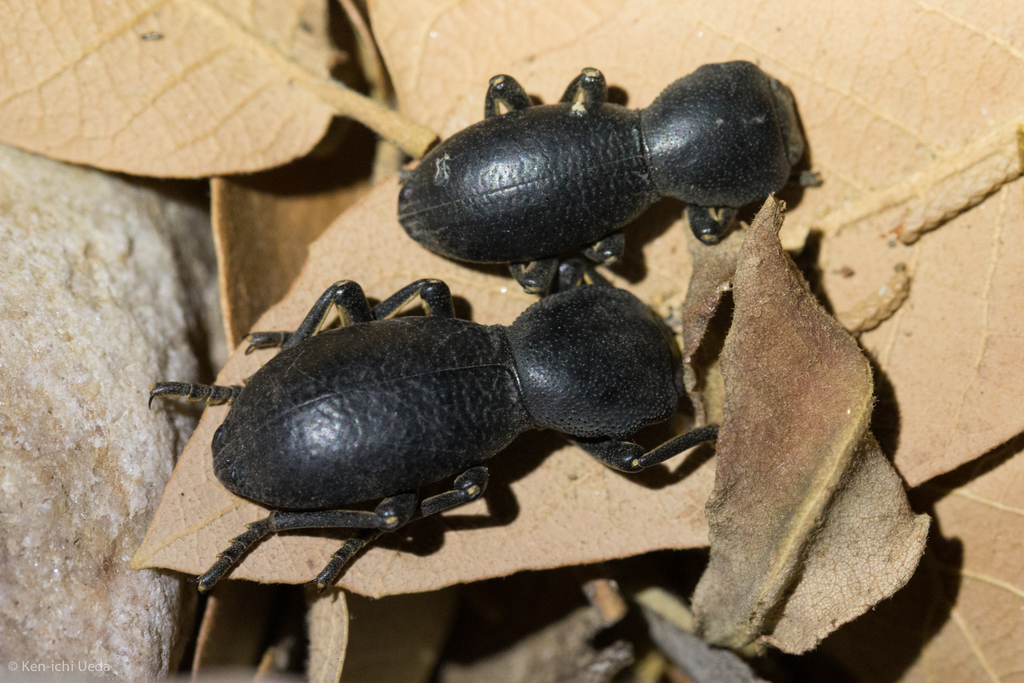 Zopherus gracilis