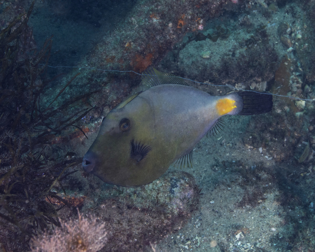 Yellow-striped leatherjacket (Meuschenia flavolineata) — Monacanthidae