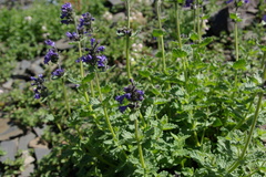 Nepeta supina