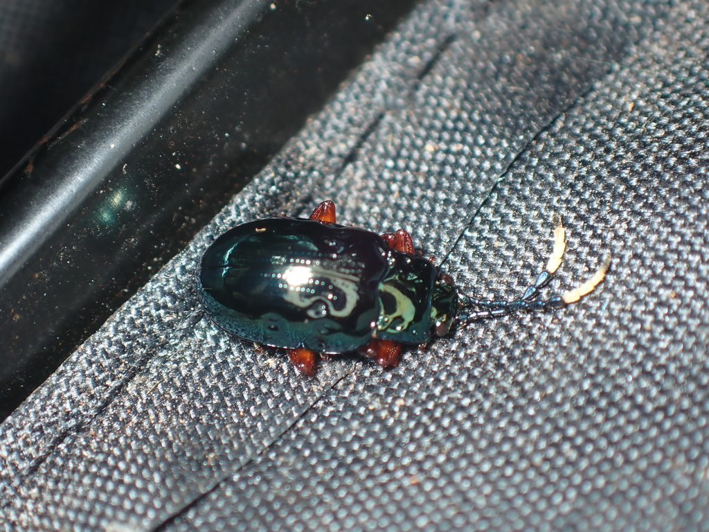 Phyllocharis caerulea