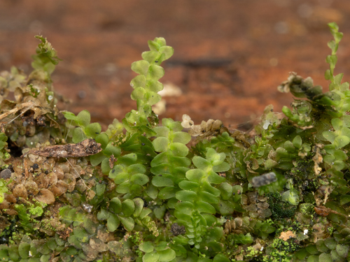 Calypogeia neesiana, 2024-08-30