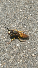 Philanthus triangulum