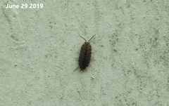 Koreoniscus racovitzai