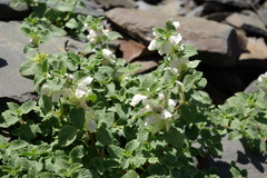 Lamium tomentosum