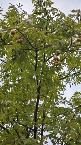 Aesculus chinensis, 2024-09-22