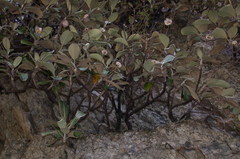 Pachystegia insignis