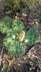 Arctopus dregei