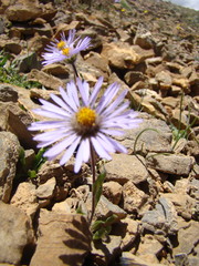 Aster flaccidus