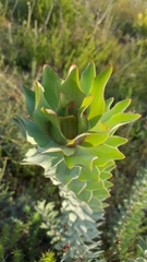 Leucadendron daphnoides