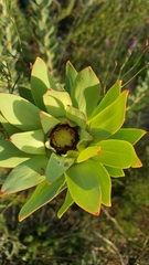 Leucadendron daphnoides