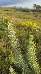 Leucadendron daphnoides