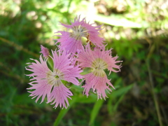 Dianthus × courtoisii