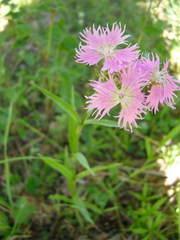 Dianthus × courtoisii