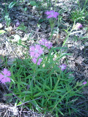 Dianthus × courtoisii