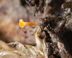 Eustilbum aureum