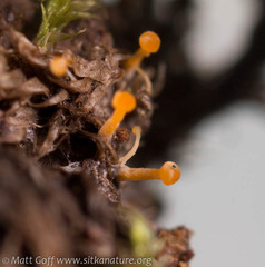 Eustilbum aureum