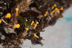 Eustilbum aureum