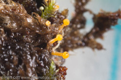Eustilbum aureum