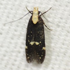 Chionodes phalacra
