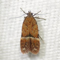 Eudactylota iobapta