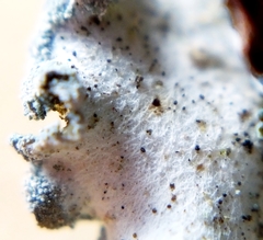 Erioderma sorediatum