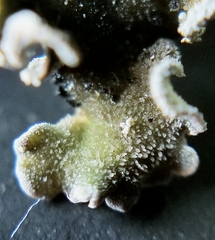 Erioderma sorediatum