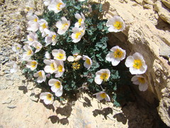 Paraquilegia microphylla