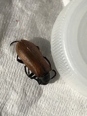 Lydus trimaculatus italicus