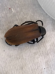 Lydus trimaculatus italicus