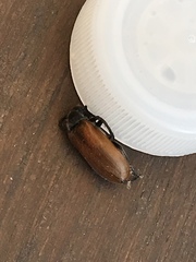 Lydus trimaculatus italicus