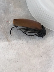 Lydus trimaculatus italicus