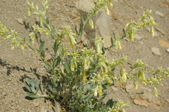 Onosma sericea