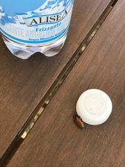 Lydus trimaculatus italicus