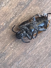 Lydus trimaculatus italicus