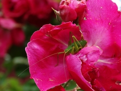 Barbitistes serricauda