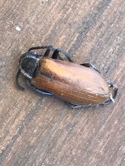 Lydus trimaculatus italicus