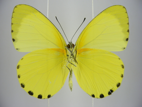 Belenois solilucis