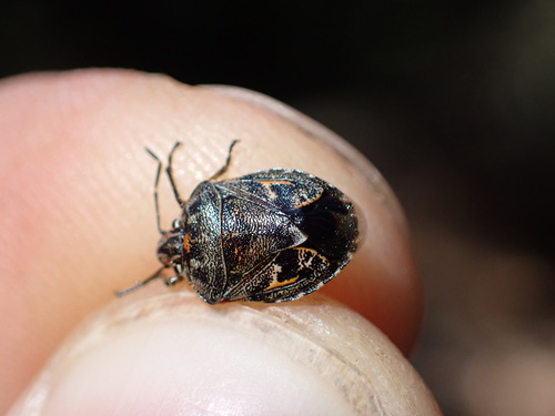 Holcogaster fibulata