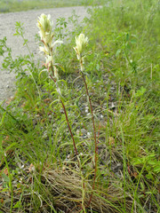 Castilleja pallida caudata