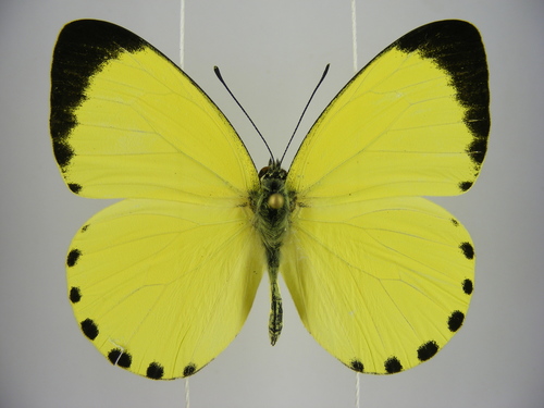 Belenois solilucis