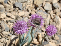 Allium carolinianum