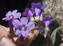 Penstemon secundiflorus