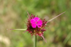Dianthus capitatus