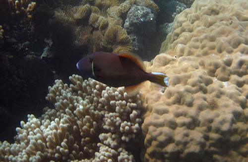 Black triggerfish (Sufflamen chrysopterum) — Balistidae — 3
