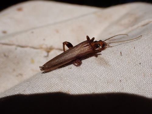 Oedemera femoralis