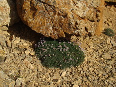Paraquilegia anemonoides