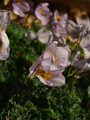 Paraquilegia anemonoides