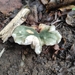 Küflü mantar (Russula virescens)