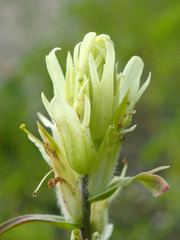 Castilleja pallida caudata